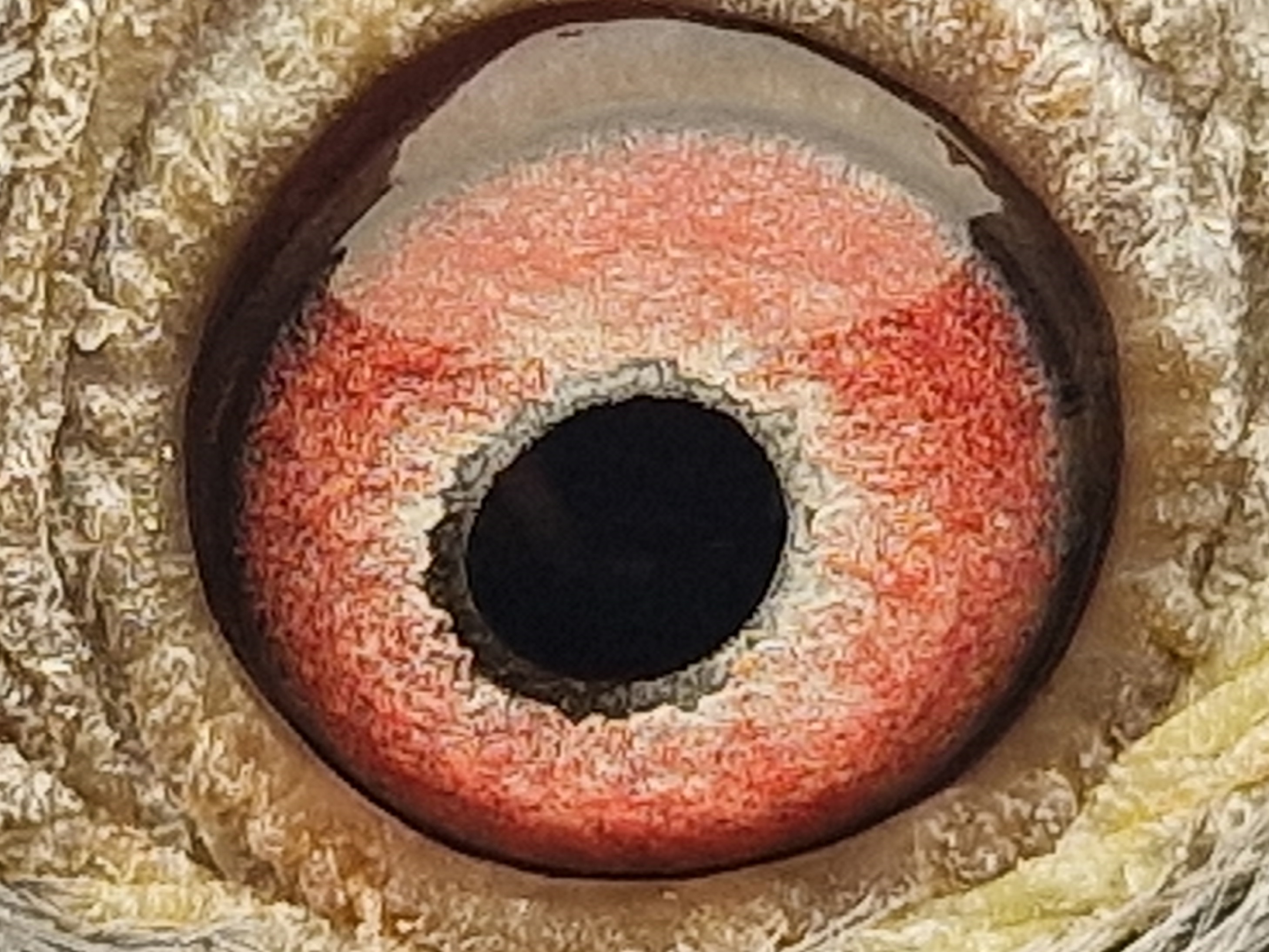 Pigeon eye